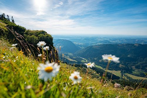 Bloemrijke uitzichten van de Hochgrat naar Oberstaufen