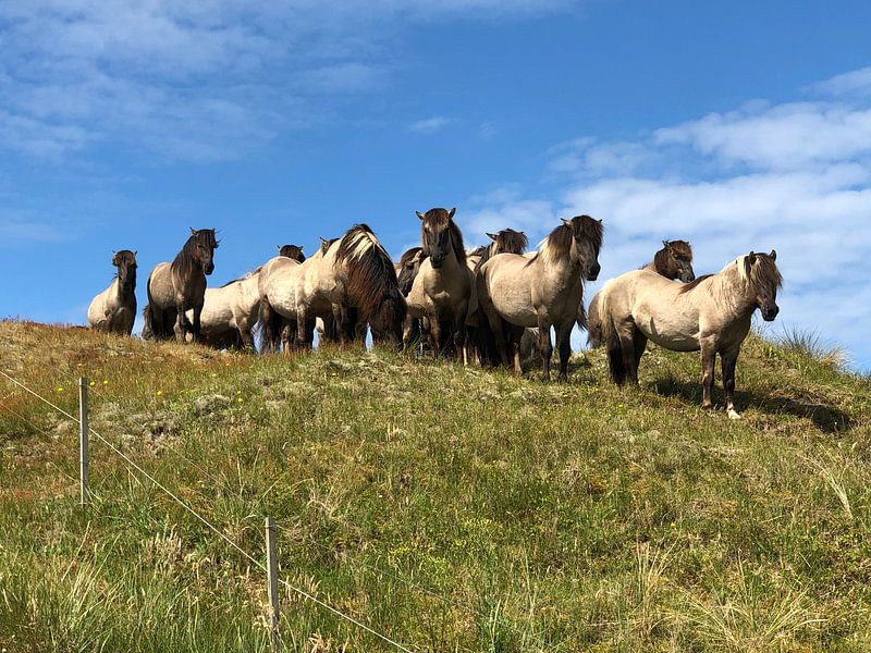 Wild horses by tania mol