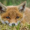 Jeune renard sur Rando Kromkamp