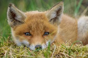 Jeune renard sur Rando Kromkamp