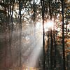 Sonnenstrahlen durch den Hoekelum-Wald (Ede, Niederlande) von Ben Nijenhuis