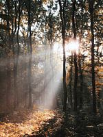 Rayons de soleil dans la forêt de Hoekelum (Ede, Pays-Bas)