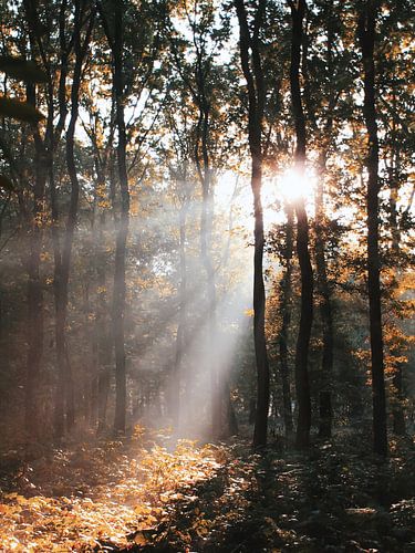 Sonnenstrahlen durch den Hoekelum-Wald (Ede, Niederlande) von Ben Nijenhuis