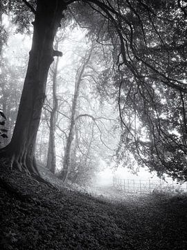 Forest path in the mist