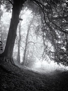 Chemin forestier dans la brume