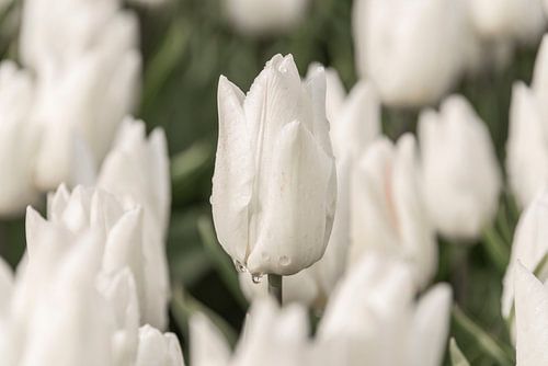 Kwetsbare witte tulp in de regen