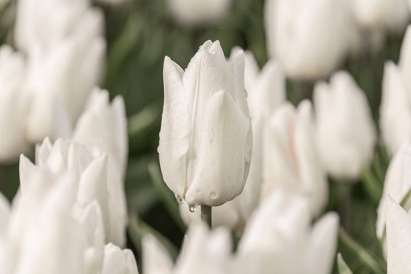 Zerbrechliche weiße Tulpe im Regen von Ans Bastiaanssen