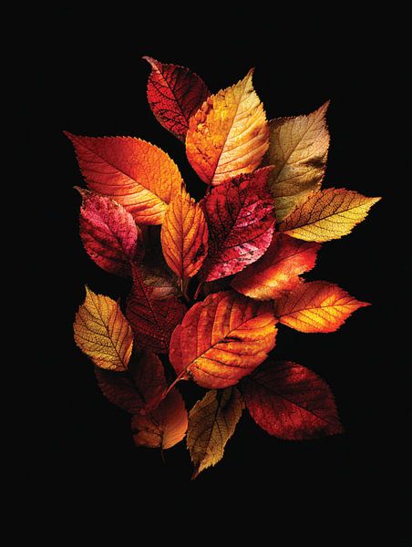 Autumn leaves by Ellen Novara-da Lima