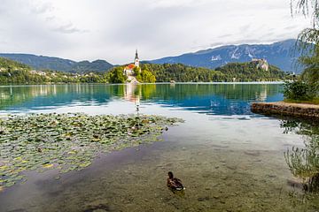Lake Bled met waterlelies van Louise Poortvliet