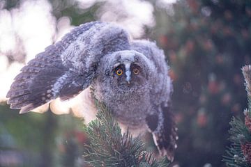 Un jeune Hibou moyen-duc s'envole et déploie ses ailes vers la caméra en mode menace. sur John Ozguc