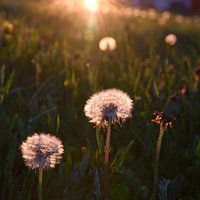 Dandelion in backlight