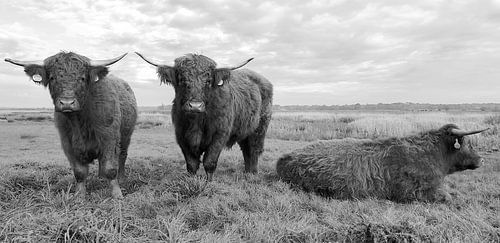 Scottish Highlanders in the onlands