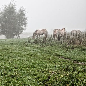 Mystic horses in the fog (nr. 6 van 8) sur Ramona Stravers