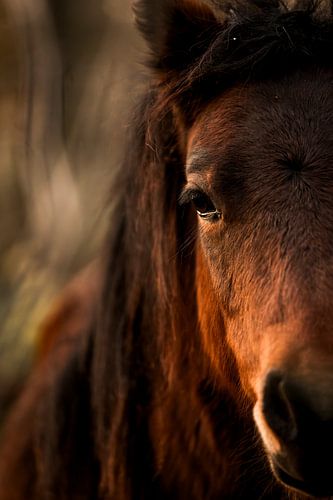Paardenoog in Focus Zachte Blik in Schemerlicht