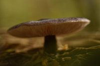 Hertenzwam in groen, effen