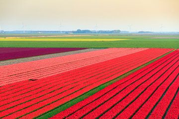 Tulpenvelden in de flevopolder von Dennis van de Water