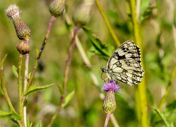 Melanargia galathea Papillon sur chardon sur Animaflora PicsStock