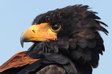 Portret van een Bateleur van Ronald Pol