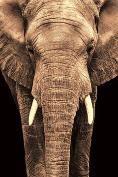 Olifant, Loxodonta.  Afrika. Close up van Gert Hilbink