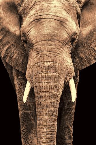 Olifant, Loxodonta.  Afrika. Close up
