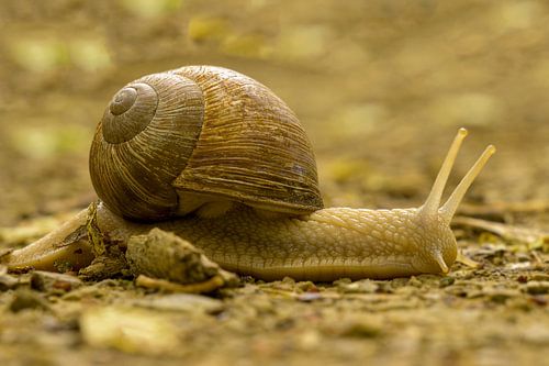 Weinbergschnecke