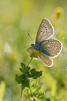 spring... Common Blue *Polyommatus icarus*