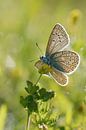 und es ward' Licht... Hauhechel-Bläuling *Polyommatus icarus* von wunderbare Erde Miniaturansicht