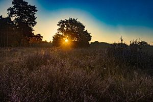 Sonnenaufgang, Sonnenuntergang, Heidekraut, Nebel, bunt, Drenthe, Exloo, Poolshoogte, Heide, s