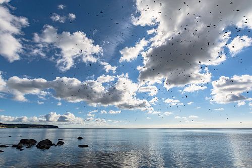 Zwaluwen in de lucht, Lobbe natuurstrand