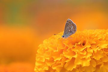 Vlindertje op de bloem van een Afrikaantje