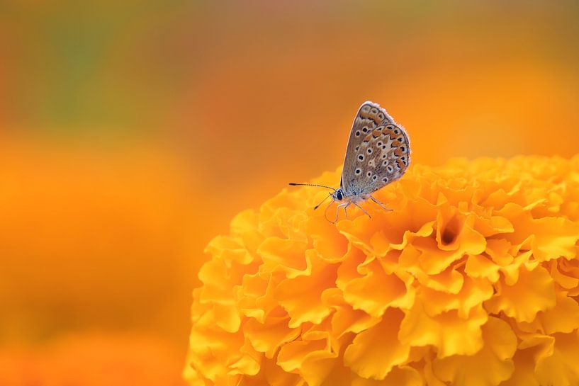 Butterfly on a Marigold flower. by MMFoto