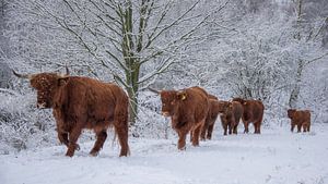 Schottische Highlander im Schnee