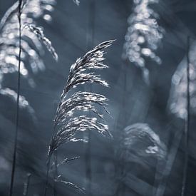 Winterlandschaft von Blanchette van Hooren