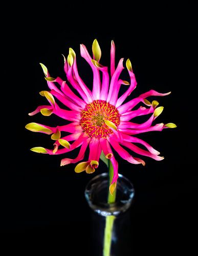 flower in vase