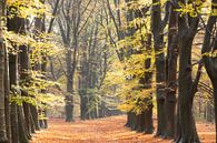 Dutch Autumn! Forest lane Amerongen! by Peter Haastrecht, van thumbnail
