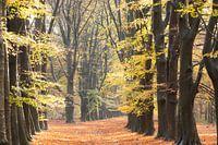 Hollandse Herfst! Bos laantje Amerongen!