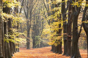 L'automne néerlandais ! Allée forestière d'Amerongen ! sur Peter Haastrecht, van