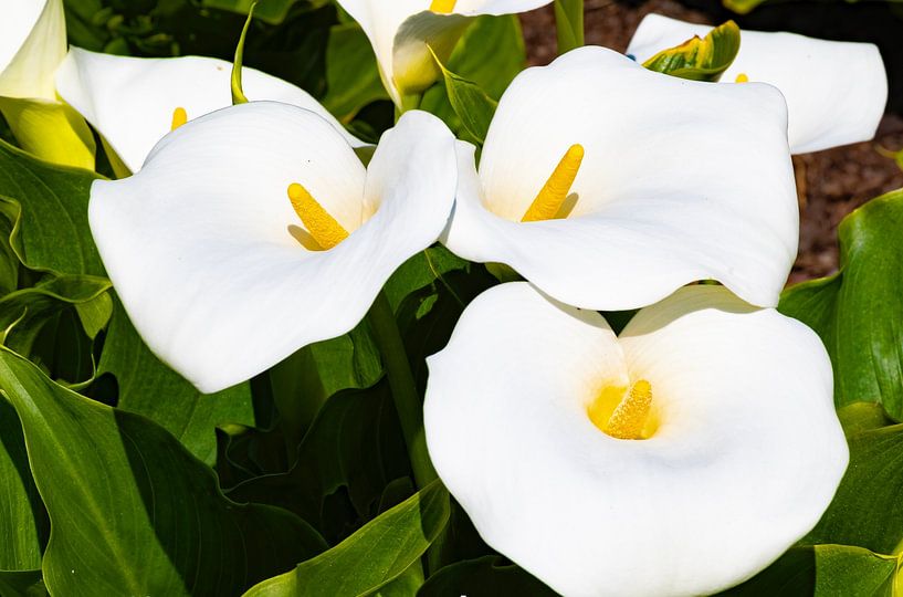 Witte Lelies van Truckpowerr