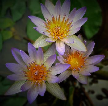 Lila lotusbloemen uit Bali