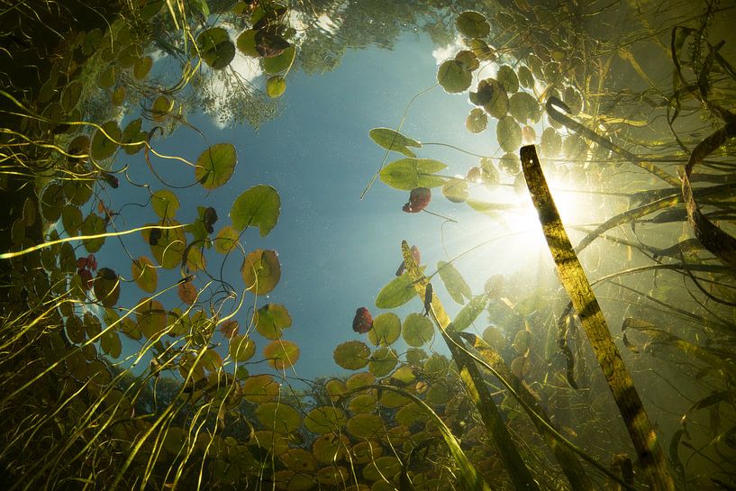 Underwater in ditch by Matthijs de Vos