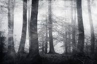 Forest in fog - black and white photography by Dirk Wüstenhagen thumbnail