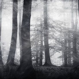 Forest in fog - black and white photography by Dirk Wüstenhagen