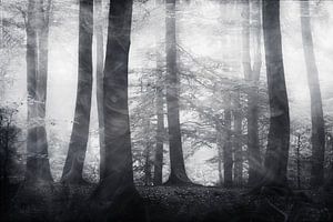 Bos in mist - zwart-wit fotografie