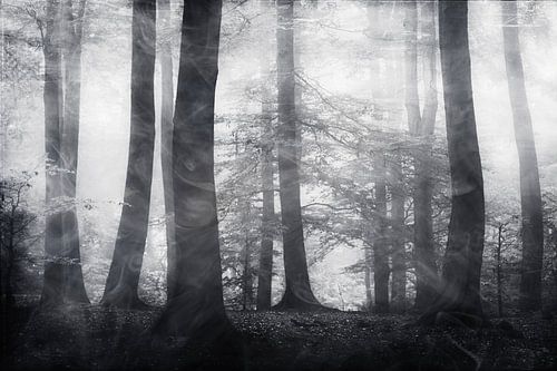 Forest in fog - black and white photography