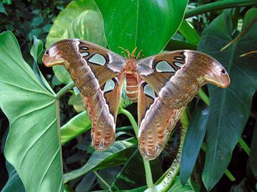 Atlasvlinder (Attacus atlas) Tropische vlinders, Collectie 2018 van Jan van Bruggen
