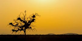 zonsopgang van Patries Photo