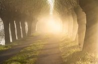 Foggy avenue of trees with warm light by Ellen van den Doel thumbnail