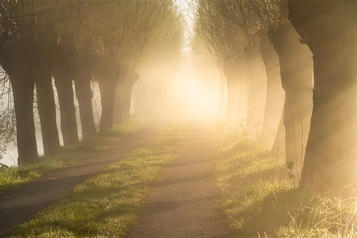 Mistige bomenlaan met warm licht
