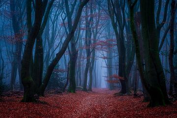 Forêt mystérieuse sur Georgios Kossieris