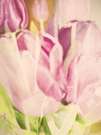 More Tulips von Michael Schulz-Dostal